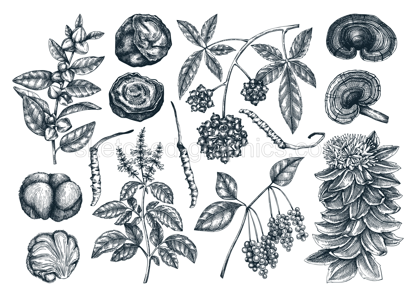 Adaptogenic plant and mushroom sketches set. Hand drawn vector illustrations. Healing herbs, medicinal mushrooms in vintage style drawinds. NOT AI generated  Illustration